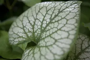 Brunnera macr. 'Jack Frost'? - P11 - image 2