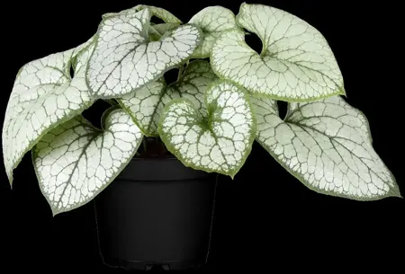 Brunnera macr. 'Jack Frost'? - 2 Ltr pot - image 3