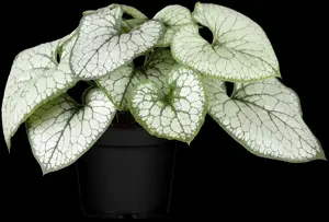 Brunnera macr. 'Jack Frost'? - 2 Ltr pot - image 3
