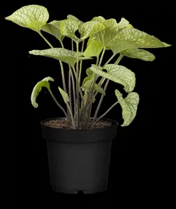 Brunnera macr. 'Mega Heart' - P9 - image 3