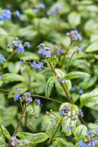 Brunnera macr. 'Silver Heart'?