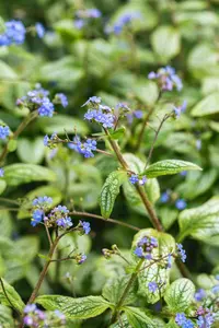 Brunnera macr. 'Silver Heart'? - P11 - image 3
