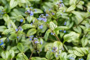 Brunnera macr. 'Silver Heart'? - 2 Ltr pot - image 2