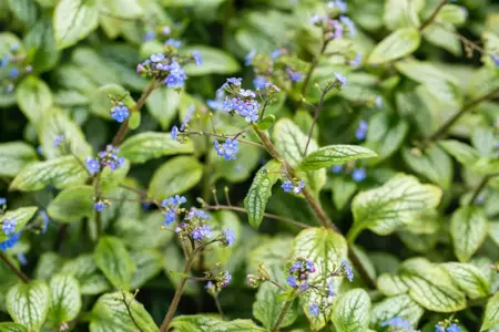 Brunnera macr. 'Silver Heart'? - P9 - image 2