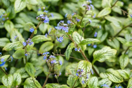 Brunnera macr. 'Silver Heart'? - P11 - image 2
