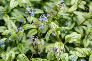 Brunnera macr. 'Silver Heart'? - P11 - image 2