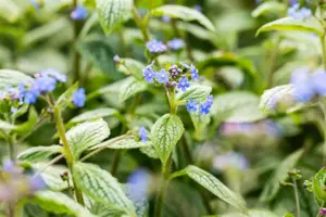 Brunnera macr. 'Silver Heart'? - 2 Ltr pot - image 3