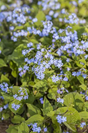 Brunnera macr. 'Silver Spear' - 2 Ltr pot - image 1