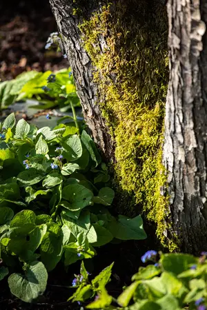 Brunnera macr. 'Silver Spear' - 2 Ltr pot - image 5
