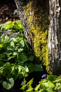 Brunnera macr. 'Silver Spear' - 2 Ltr pot - image 5