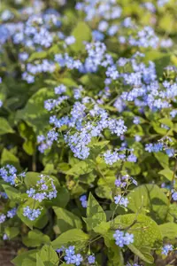 Brunnera macr. 'Silver Spear'