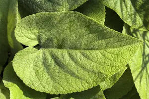 Brunnera macr. 'Silver Spear' - 2 Ltr pot - image 2