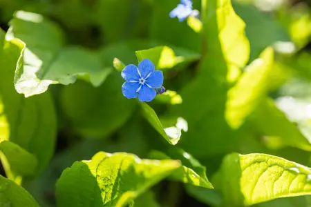 Brunnera macr. 'Silver Spear' - 2 Ltr pot - image 4