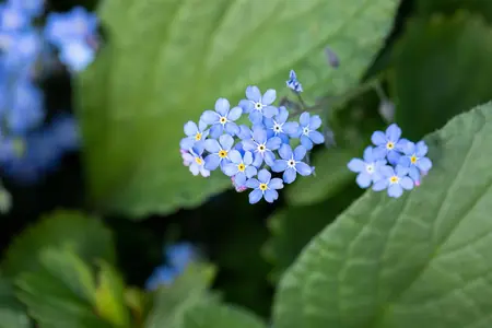 Brunnera macr. 'Silver Spear' - P9 - image 3