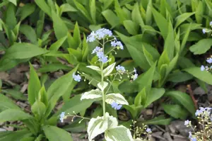 Brunnera macr. 'Variegata'