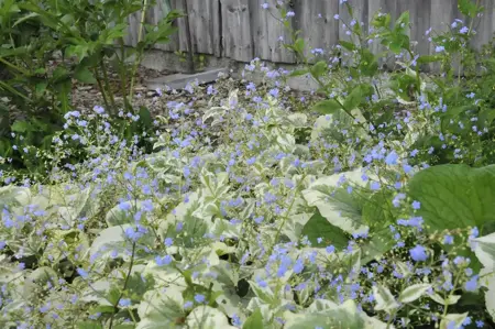 Brunnera macr. 'Variegata' - 2 Ltr pot - image 2