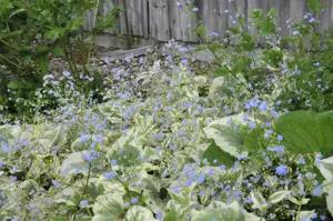 Brunnera macr. 'Variegata' - 2 Ltr pot - image 2