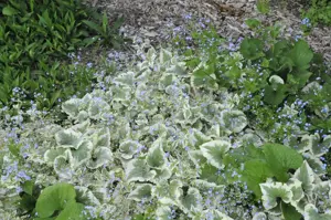 Brunnera macr. 'Variegata' - P9 - image 3