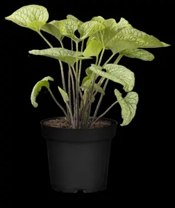 Brunnera macrophylla - 2 Ltr pot - image 3