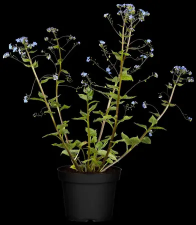 Brunnera macrophylla - 2 Ltr pot - image 2