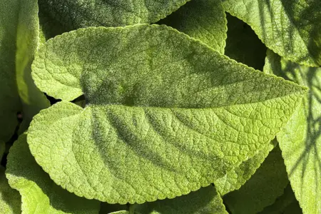 Brunnera macrophylla - 1.5 Ltr pot - image 4