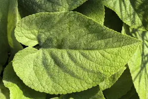 Brunnera macrophylla - 2 Ltr pot - image 4