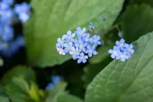 Brunnera sibirica