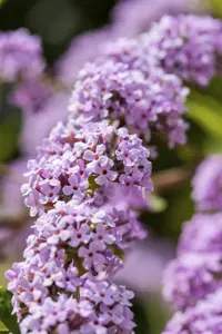 Buddleja alter. 'Unique'?