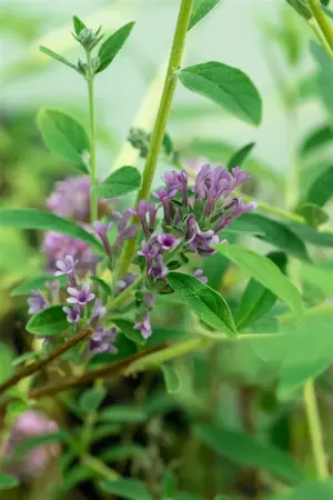 Buddleja alter. 'Unique'? - 3 Ltr pot - image 3