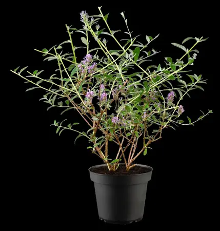 Buddleja alter. 'Unique'? - 3 Ltr pot - image 4