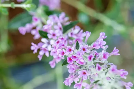 Buddleja alter. 'Unique'? - 3 Ltr pot - image 2