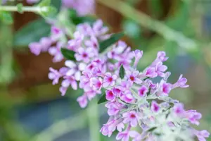 Buddleja alter. 'Unique'? - 3 Ltr pot - image 2