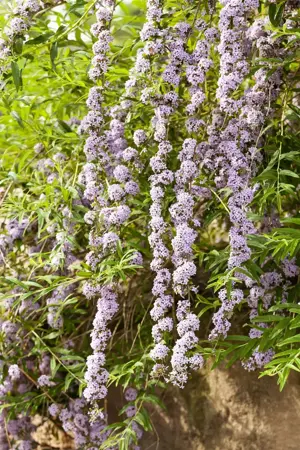 Buddleja alternifolia - 175-200 CM C20 3 CANES - image 5