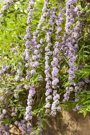 Buddleja alternifolia - 10 Ltr pot - image 5