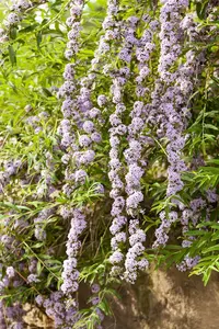 Buddleja alternifolia - 10 Ltr pot - image 5