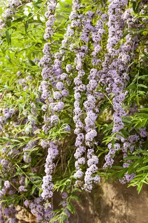 Buddleja alternifolia - 60-80 CM C3 - image 5