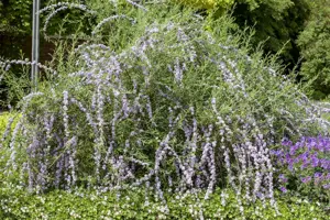 Buddleja alternifolia - 3 Ltr pot - image 3