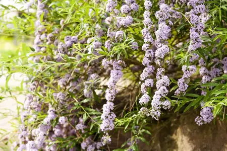 Buddleja alternifolia - 175-200 CM C20 3 CANES - image 4