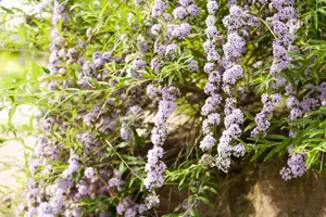 Buddleja alternifolia - 175-200 CM C20 3 CANES - image 4