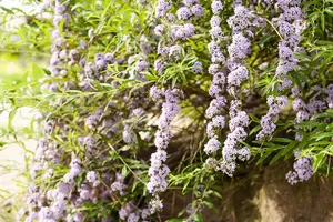 Buddleja alternifolia - 10 Ltr pot - image 4