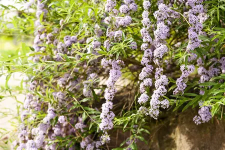 Buddleja alternifolia - 2 Ltr pot - image 4