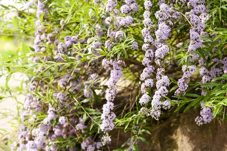 Buddleja alternifolia - 125-150  CM C7.5 - image 4