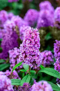 Buddleja 'Butterfly Candy Little Lila'? - 2 Ltr pot - image 2