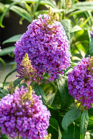 Buddleja 'Butterfly Candy Little Lila'? - 2 Ltr pot - image 5