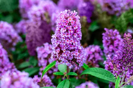 Buddleja 'Butterfly Candy Little Lila'? - 2 Ltr pot - image 1