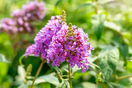 Buddleja 'Butterfly Candy Little Lila'? - 2 Ltr pot - image 3