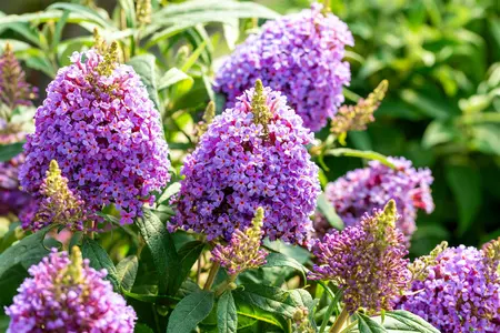 Buddleja 'Butterfly Candy Little Lila'? - 2 Ltr pot - image 4