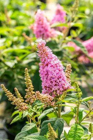 Buddleja 'Butterfly Candy Little Pink'? - 2 Ltr pot - image 4