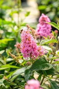 Buddleja 'Butterfly Candy Little Pink'? - 2 Ltr pot - image 5