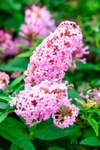 Buddleja 'Butterfly Candy Little Pink'? - 2 Ltr pot - image 2